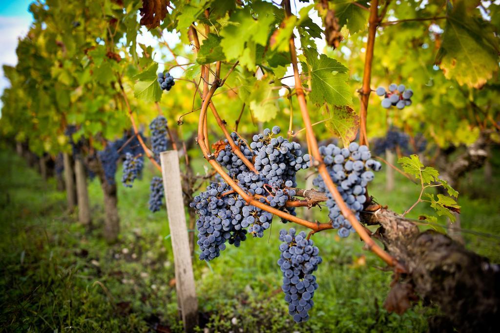 Chateau Pape Clement Pessac Dış mekan fotoğraf